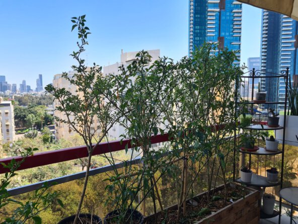 נוף מהדירה בתל אביב יוסף פעמוני